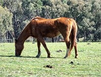 (VIC) SNOWVIEW TRACEY - WARMBLOOD MARE