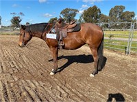 (VIC) RUBY - QH MARE