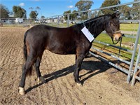 (VIC) AMBER - PART WELSH FILLY