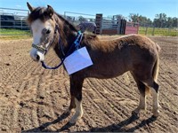 (VIC) ISSY - WELSH B FILLY