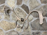 MOUNTED CARIBOU ANTLERS