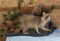 Racoon display.