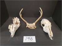 Deer Skulls & Horns
