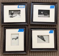 Set of 4 Framed Wildlife Photos