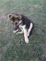 German Shepard Puppy - Female