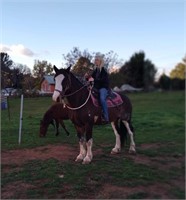 (NSW) CHARLIE - CLYDESDALE X ANDALUSIAN GELDING