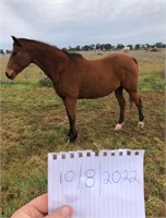 (NSW) BEETLE - THOROUGHBRED MARE