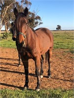 (NSW) WILLOW - STANDARDBRED MARE