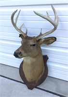 10 point whitetail deer mount