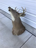 8 point whitetail deer mount