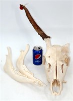 Elk Skull w Jawbone & 1 Antler