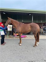 (VIC) SPY PRINCESS - THOROUGHBRED MARE