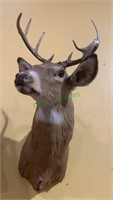 Large eight point buck - taxidermy deer - with