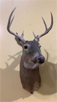 Mounted six point buck - taxidermy deer measures