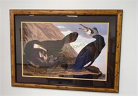 Framed and matted Audubon print - booby birds.