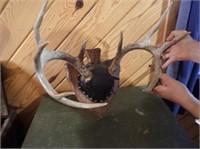 10 Point Whitetail  Mount