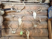 (7) Deer Skulls & Antler Mounts