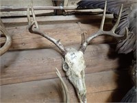 (8) Deer Skulls & Antler Mounts