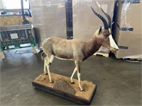 Life Size African Animal Taxidermy on Rolling