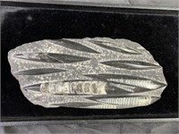 Polished Orthoceras Fossil Specimen Plaque