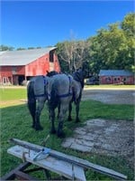 Lot 386 and 387 3 and 5 year old Percheron Blur
