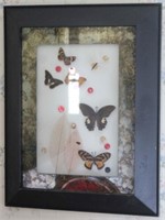 Butterfly in glass frame