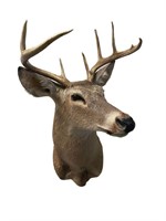 Deer Taxidermy Mount