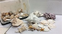 Collection of Conch Shells R14E