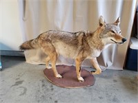 Coyote Full body Mount Taxidermy