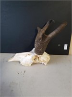 European Antelope Skull