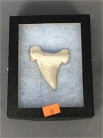 2 1/2" Megalodon Tooth