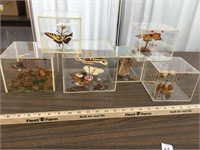 Moth & Butterfly Taxidermy Displays