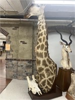 Giraffe Shoulder Mount on Wooden Pedestal