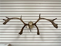 Caribou Antler Mount & Partial Skull