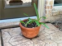 PLANTER WITH LIVE PLANT