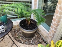 PLANTER WITH LIVE PLANT