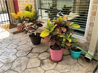 THREE PLANTS IN CONTAINERS