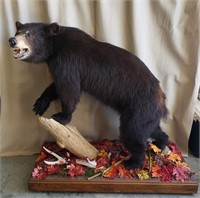 Taxidermy Black Bear full body mount