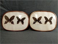 Two Beautiful Butterfly Displays Measure 11" x 8"