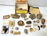 Fossil Collection From Around USA