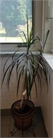 Live pony tail palm plant