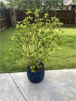 Live Outdoor Potted Plant