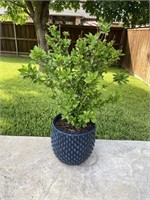 Live Outdoor Potted Plant