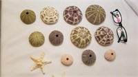 Urchin Shells - Creative Décor