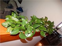 Live Plants side towards kitchen 3 pots