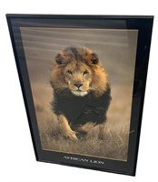 Framed 1994 African Lion Print