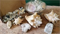 Sea Shells, coral