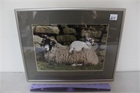 NEAT SIGNED SHEEP PRINT 14.5X16.5 INCHES