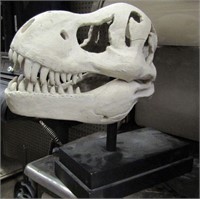 T Rex Replica Skull 20" L 15" W