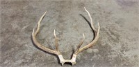 6 Point Rack